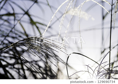 Autumn swaying in the wind Autumn swaying in the wind 129690734