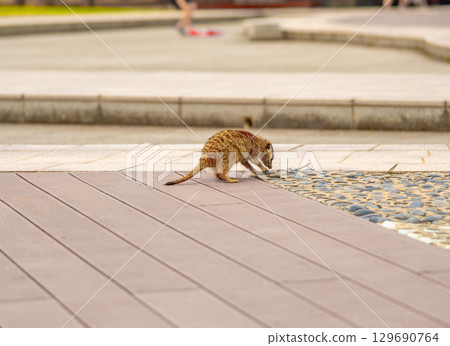 View of a meerkat in the park on a wooden floor 129690764