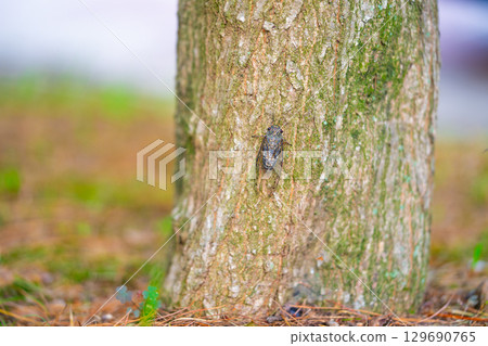 A cicada sits on a tree on hot summer day, closeup shot. Slow motion. Korea 129690765