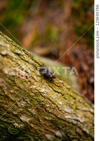 A cicada sits on a tree on hot summer day, closeup shot. Slow motion. Korea 129690766
