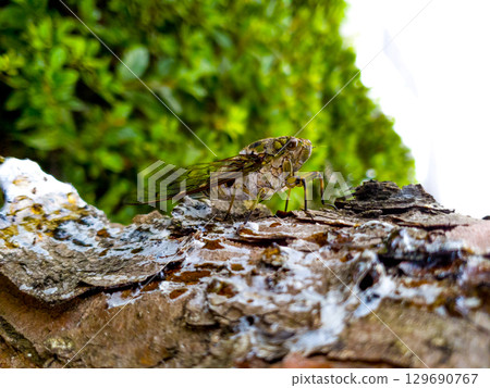 A cicada sits on a tree on hot summer day, closeup shot. Slow motion. Korea 129690767