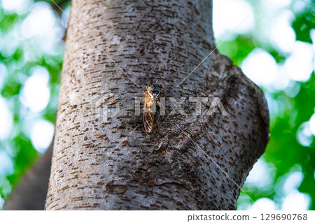 A cicada sits on a tree on hot summer day, closeup shot. Slow motion. Korea 129690768