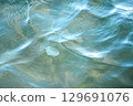 Jellyfish floating in the sea 129691076