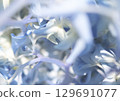 Inside the hydrangea 129691077