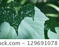 Insect-eaten leaves cast lacy shadows 129691078