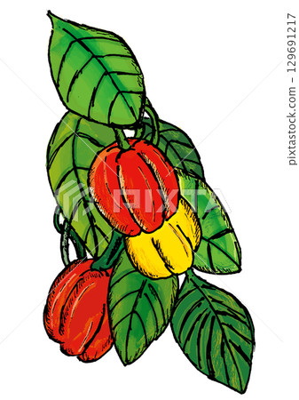 Red and yellow paprika 129691217