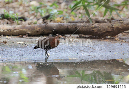 A male Common Rail arrives at the watering hole A male Common Rail arrives at the watering hole 129691333