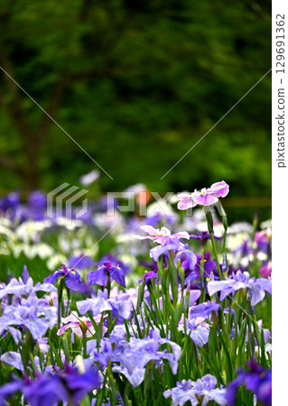 Iris in full bloom at the Iris Festival Iris in full bloom at the Iris Festival 129691362