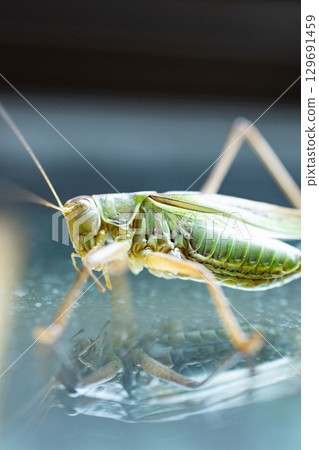 蚱蜢 129691459