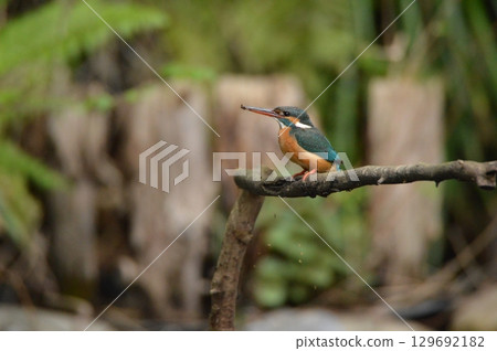 女翠鳥(Negawa Ryokuchi /立川公園/東京立川市) 女翠鳥(Negawa Ryokuchi /立川公園/東京立川市) 129692182