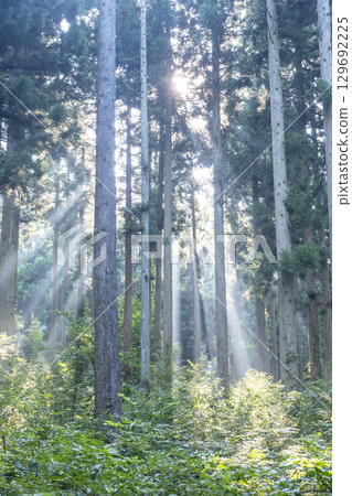 Image of growing cedar trees Oku-Daisen 129692225
