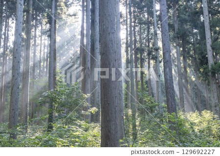 奧大山雪鬆生長圖片 129692227
