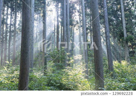 奧大山雪鬆生長圖片 129692228