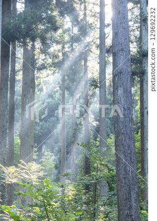 Image of growing cedar trees Oku-Daisen 129692232