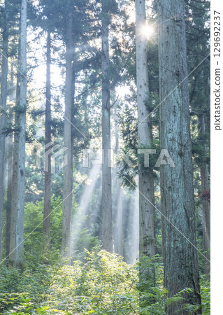 Image of growing cedar trees Oku-Daisen Image of growing cedar trees Oku-Daisen 129692237
