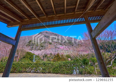 從涼亭上眺望神奈川縣湯河原市的幕山，梅花盛開 129692255