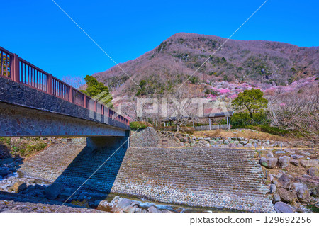 神奈川縣湯河原町的幕山、幕山橋和新崎川的景色，梅花盛開 129692256
