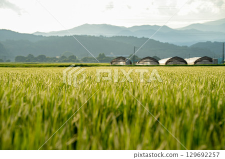 稻田中倒映的夏日鄉村風光 129692257