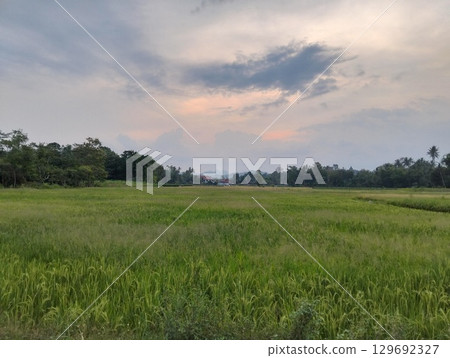 Evening sky over rice field landscape Evening sky over rice field landscape 129692327