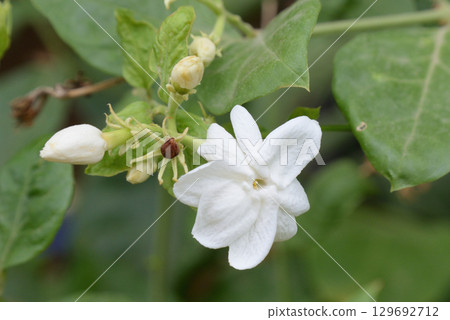 茉莉 129692712