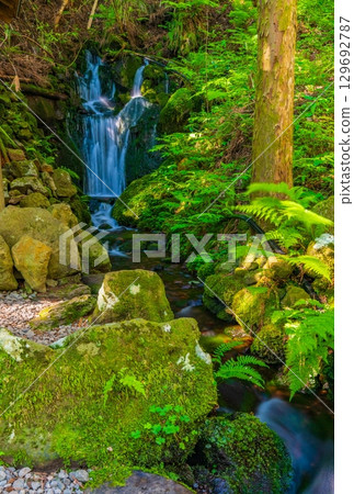Green moss and the famous Chokai water 129692787