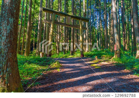 Torii gate in the forest with sunlight filtering through the trees 129692788