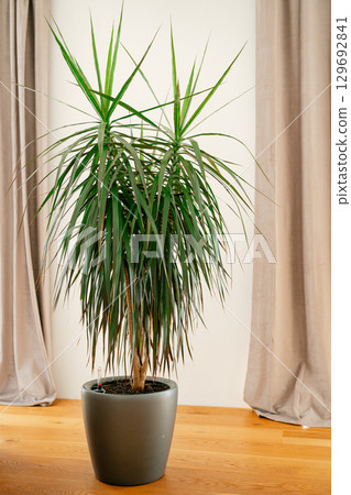 Indoor yucca plant with long, pointed green leaves in a sleek modern gray pot. Positioned on a wooden floor beside light-colored curtains, adding a natural touch to interior decor. Indoor yucca plant with long, pointed green leaves in a sleek modern gray pot. Positioned on a wooden floor beside light-colored curtains, adding a natural touch to interior decor. 129692841