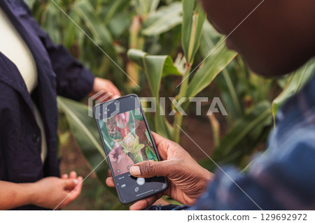 Farmers taking pictures of corn crops with smartphone in cultivated field 129692972