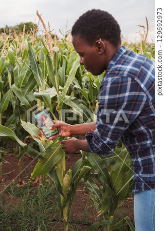 Young African Farmer Taking Pictures of Corn Crop with Smartphone Young African Farmer Taking Pictures of Corn Crop with Smartphone 129692973