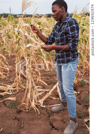 African female farmer inspecting damaged corn crops in field affected by drought African female farmer inspecting damaged corn crops in field affected by drought 129692974