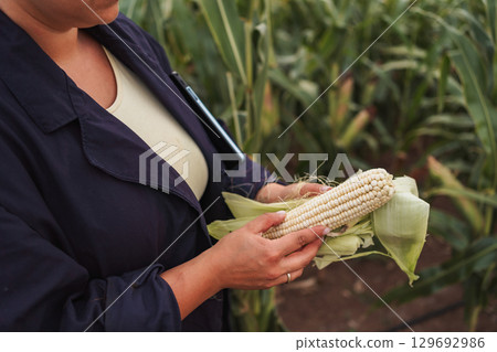 Female Agricultural Engineer Inspecting White Corn Cob in Field 129692986