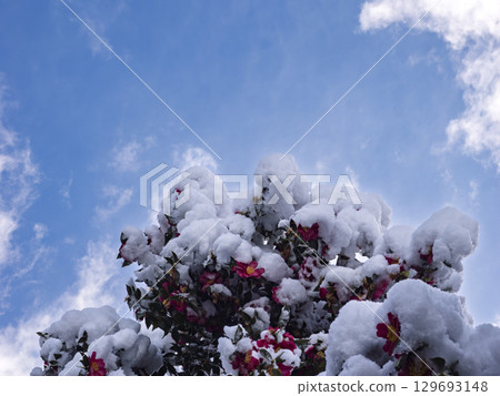 Red flowers covered in snow 129693148