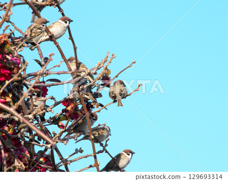 Sparrows resting on a branch 129693314