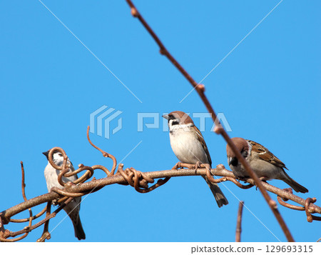A sparrow perched on a branch against a blue sky A sparrow perched on a branch against a blue sky 129693315