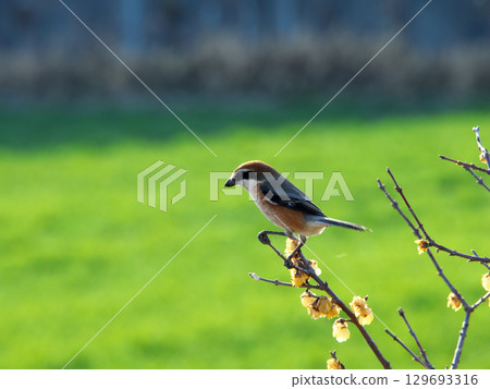 Moss perching on a tree 129693316