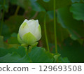 White lotus bud 129693508