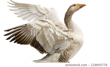 High resolution image of a goose, transparent background 129693776
