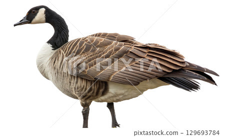 High resolution image of a goose, transparent background 129693784