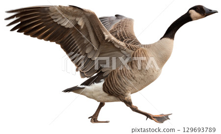 High resolution image of a goose, transparent background 129693789