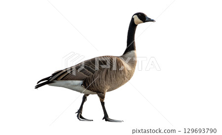 High resolution image of a goose, transparent background 129693790