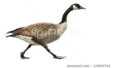 High resolution image of a goose, transparent background 129693792