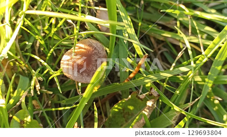 Delicate Brown Mushroom Amidst Lush Green Grass A Natural Beauty in the Meadow 129693804