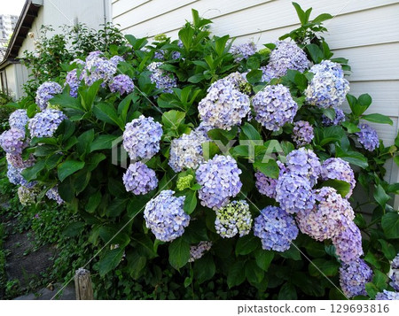 Hydrangea blooming in the clear of the rainy season 129693816