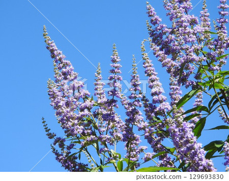 Carrots: Fresh violet flowers bloom from July when flowers are scarce 129693830