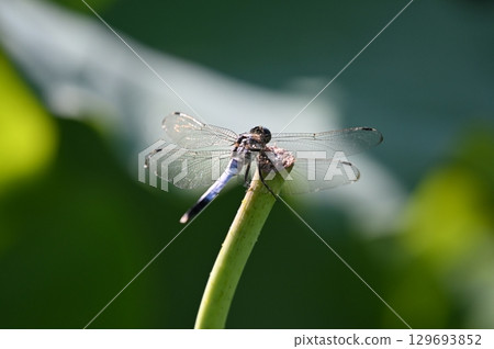 A dragonfly that sticks to the leaves 129693852