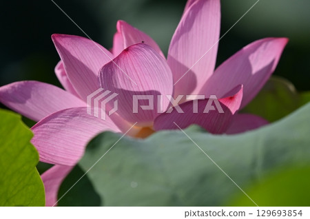Landscape with lotus flowers 129693854