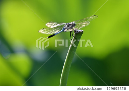 Dragonfly that fits in grass Dragonfly that fits in grass 129693856