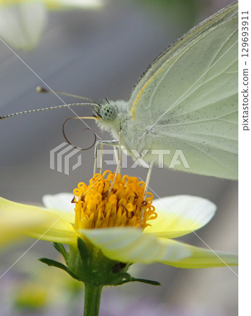 A butterfly is eating on a flower 129693911