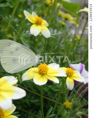 A butterfly is eating on a flower 129693914