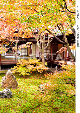 Autumn leaves in Choon Garden in the main courtyard of Kenninji Temple 129693930